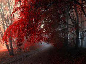 Forest | Лес
