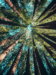 Forest | Лес