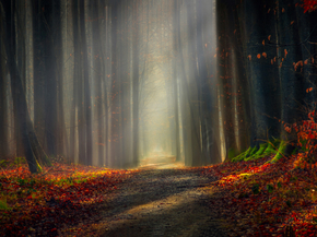 Forest | Лес