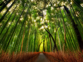 Bamboo Forest | Бамбуковый лес