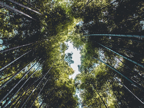 Bamboo Forest | Бамбуковый лес
