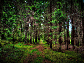 Forest | Лес