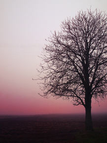 Tree | Дерево