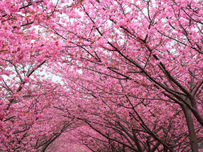 Sakura | Сакура