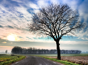 Tree | Дерево