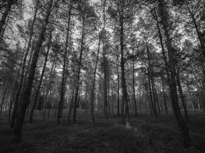 Forest | Лес Forest | Лес