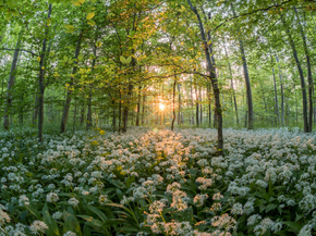 Forest | Лес