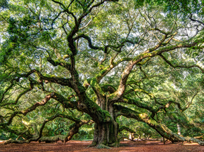 Tree | Дерево