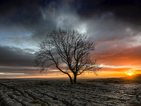 Tree | Дерево