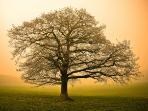 Tree | Дерево