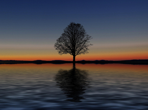 Tree | Дерево