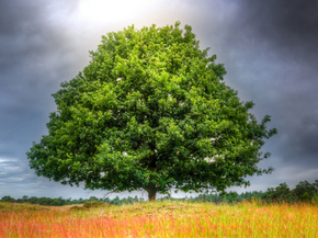 Tree | Дерево