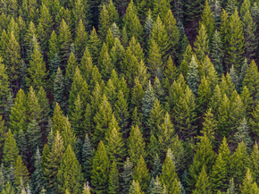 Forest | Лес