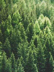 Forest | Лес