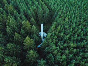 Forest | Лес