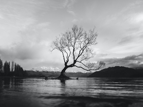 Tree (Коллекция постеров) | Дерево