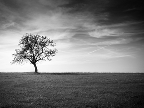 Tree (Коллекция постеров) | Дерево