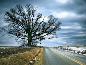Tree | Дерево