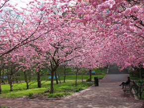 Sakura | Сакура
