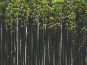 Forest | Лес Forest | Лес