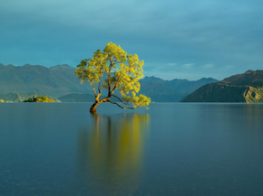 Tree | Дерево