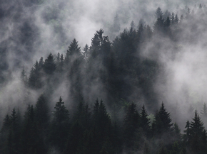 Forest | Лес