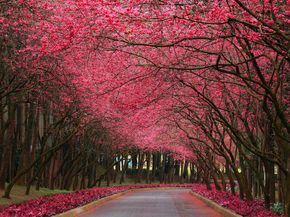 Sakura | Сакура