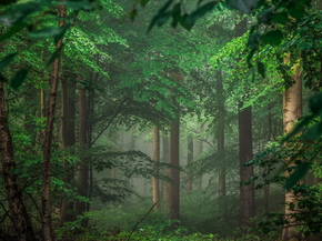 Forest | Лес