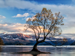 Tree | Дерево