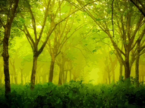 Forest | Лес