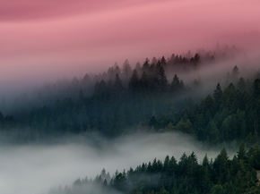 Forest | Лес Forest | Лес