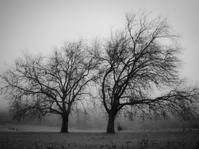 Tree | Дерево