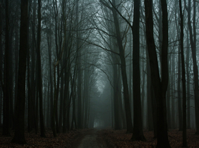 Forest | Лес