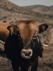 Cows | Коровы