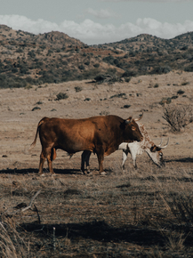 Cows | Коровы