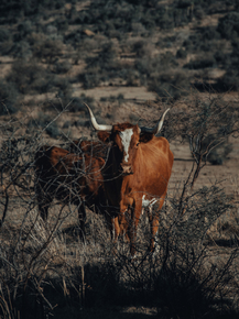 Cows | Коровы