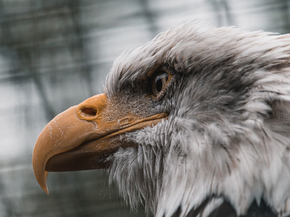 Eagle | Орел Eagle | Орел