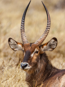 Gazelle | Газель
