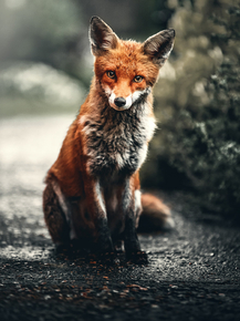 Fox | Лиса