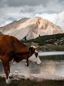 Cows | Коровы
