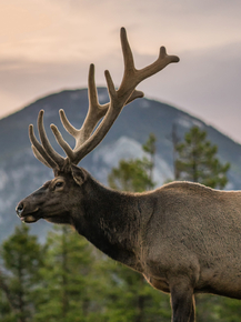 Deer | Олень