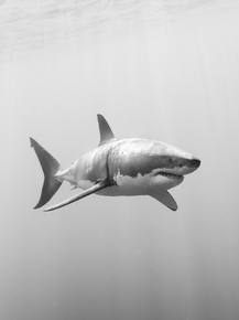 Shark | Акула