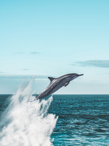 Dolphin | Дельфин Dolphin | Дельфин
