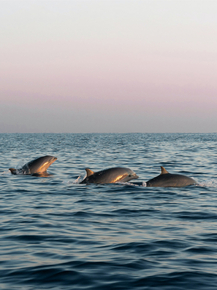 Dolphin | Дельфин