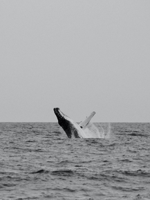 Whale | Кит