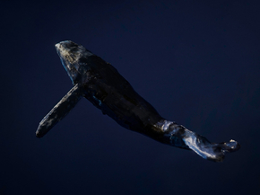 Whale | Кит