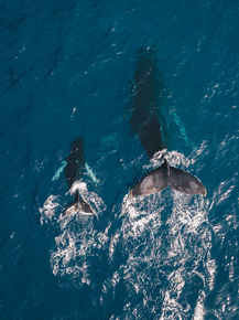 Whale | Кит