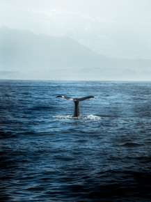 Whale | Кит