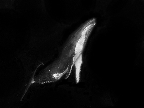 Whale | Кит