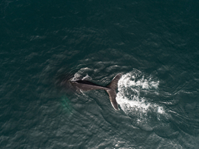 Whale | Кит